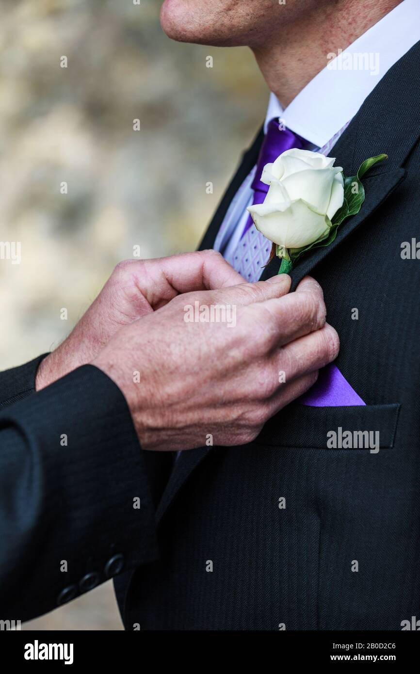 Ein Bräutigam bester Mann befestigt eine einfache Blume an dem Bräutigam Revers oder Knopfloch, einem Boutonniere, vor seiner Hochzeit. Die Blume ist eine weiße Rose Stockfoto