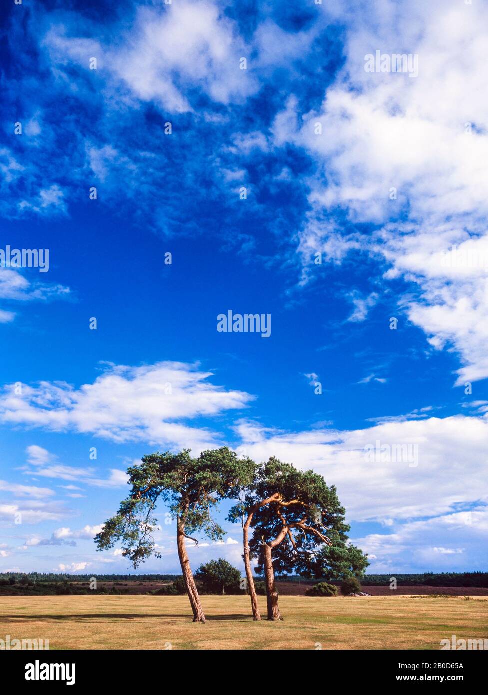 New Forest Landscape, Hants, Großbritannien. Verwitterte Schotten Pine Trees, Pinus Sylvestris Stockfoto