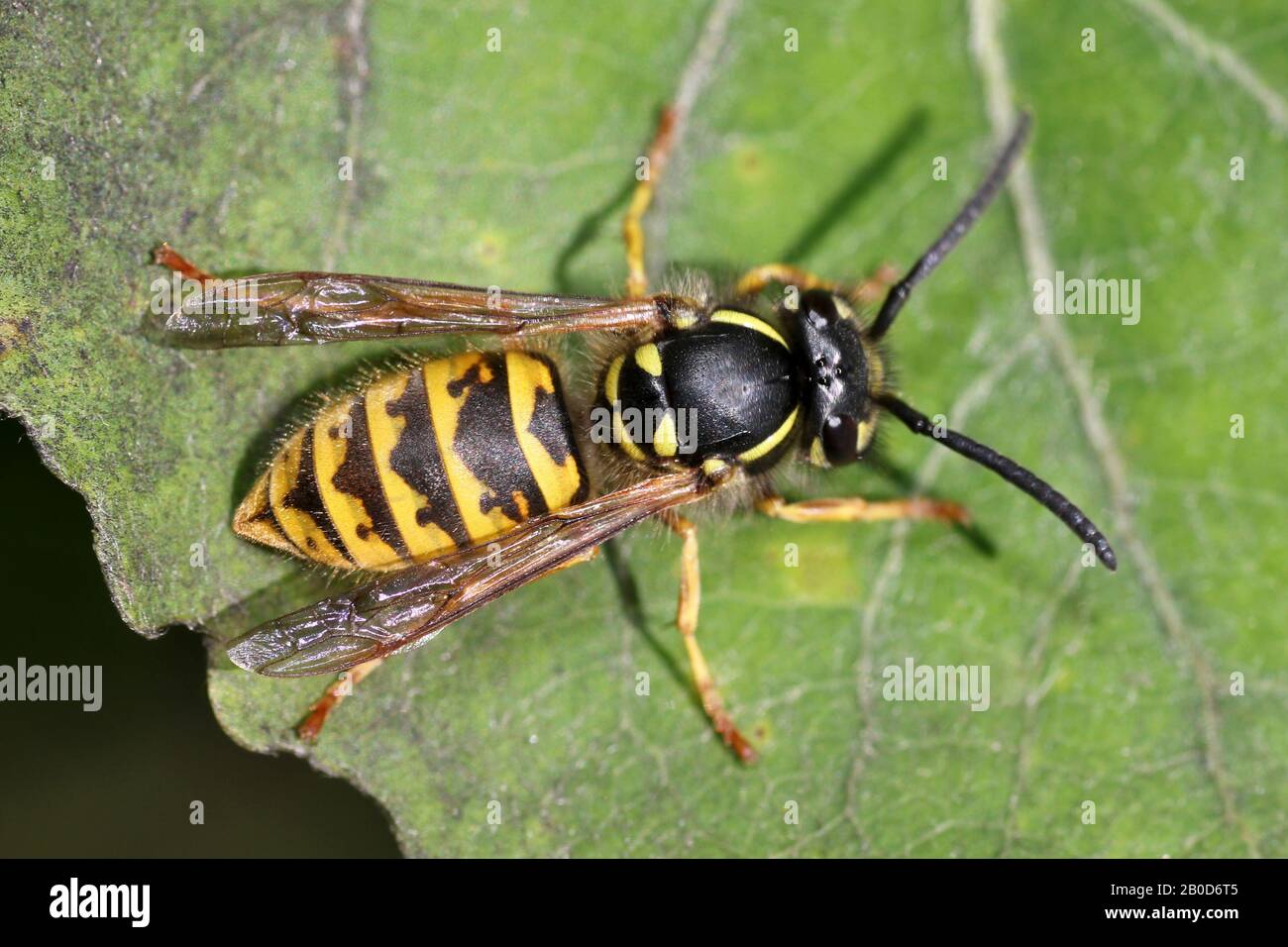 Gemeinsamer Wasp Vespula vulgaris, auch Yellowjacket genannt Stockfoto