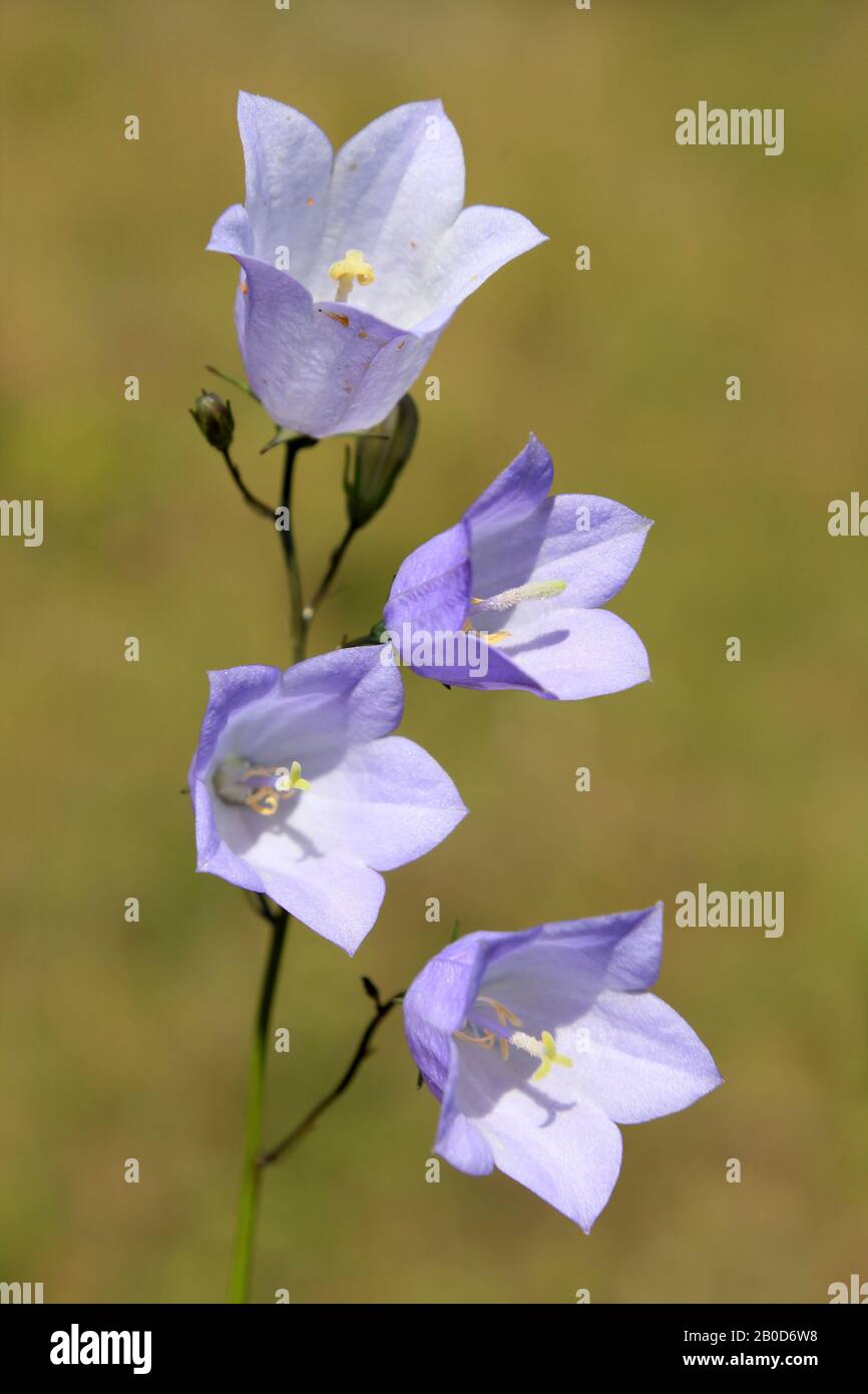 Harebell alias Scottish Bluebell Campanula rotundifolia At Minera Quarry Nature Reserve NR Wrexham, Wales Stockfoto