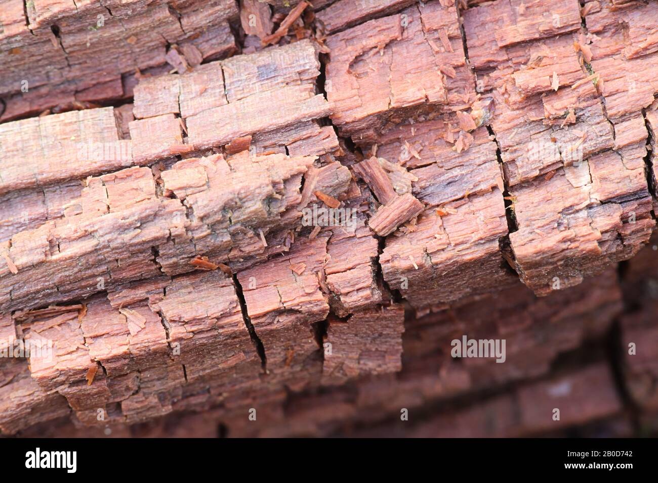 Braunfäule-Pilz zerbrach Hemizellulose und Zellulose und zeigt den typischen kubischen Bruch Stockfoto