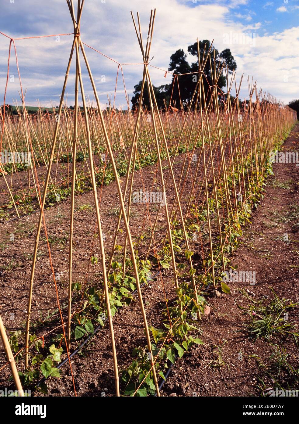 Reihen von Bohnenpflanzen mit Rohrhalterungen, Ackeranbau, Betten, Großbritannien Stockfoto