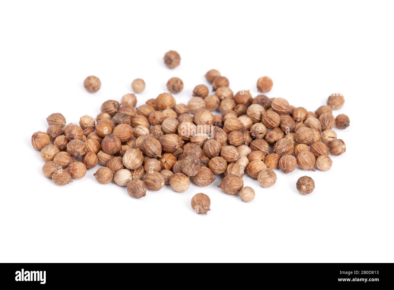 Heap Coriander Seeds (Coriandrum sativum) isoliert auf weißem Hintergrund. Auch Cilantro oder Dhania oder Malli genannt. Zum Kochen und für ein Vergnügen Stockfoto