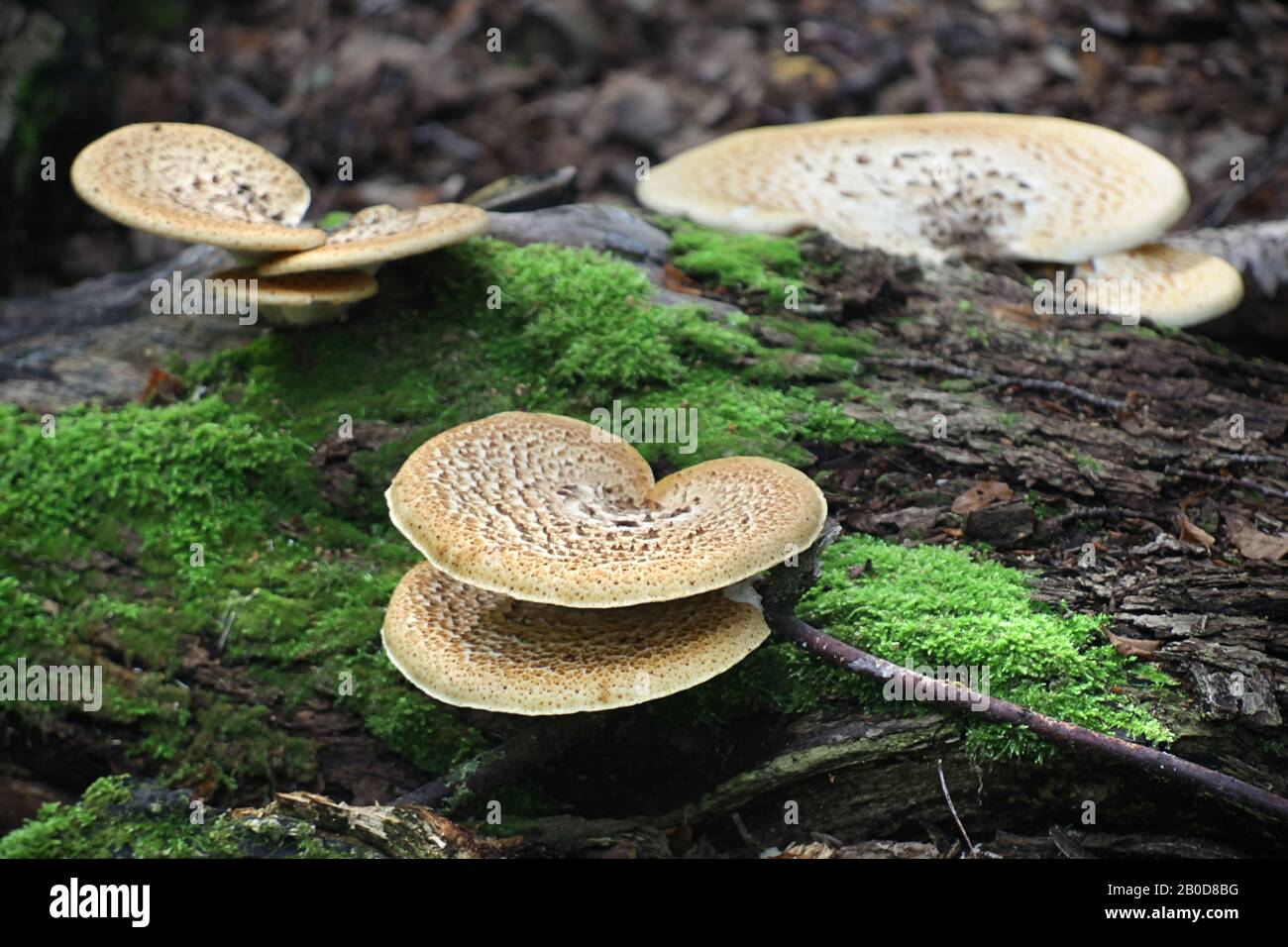 Cerioporus squamosus ( syn. Polyporus squamosus), ist ein Basidiomycete-Halterpilz, mit gängigen Namen wie Dryadsattel und Fasanrücken mu Stockfoto