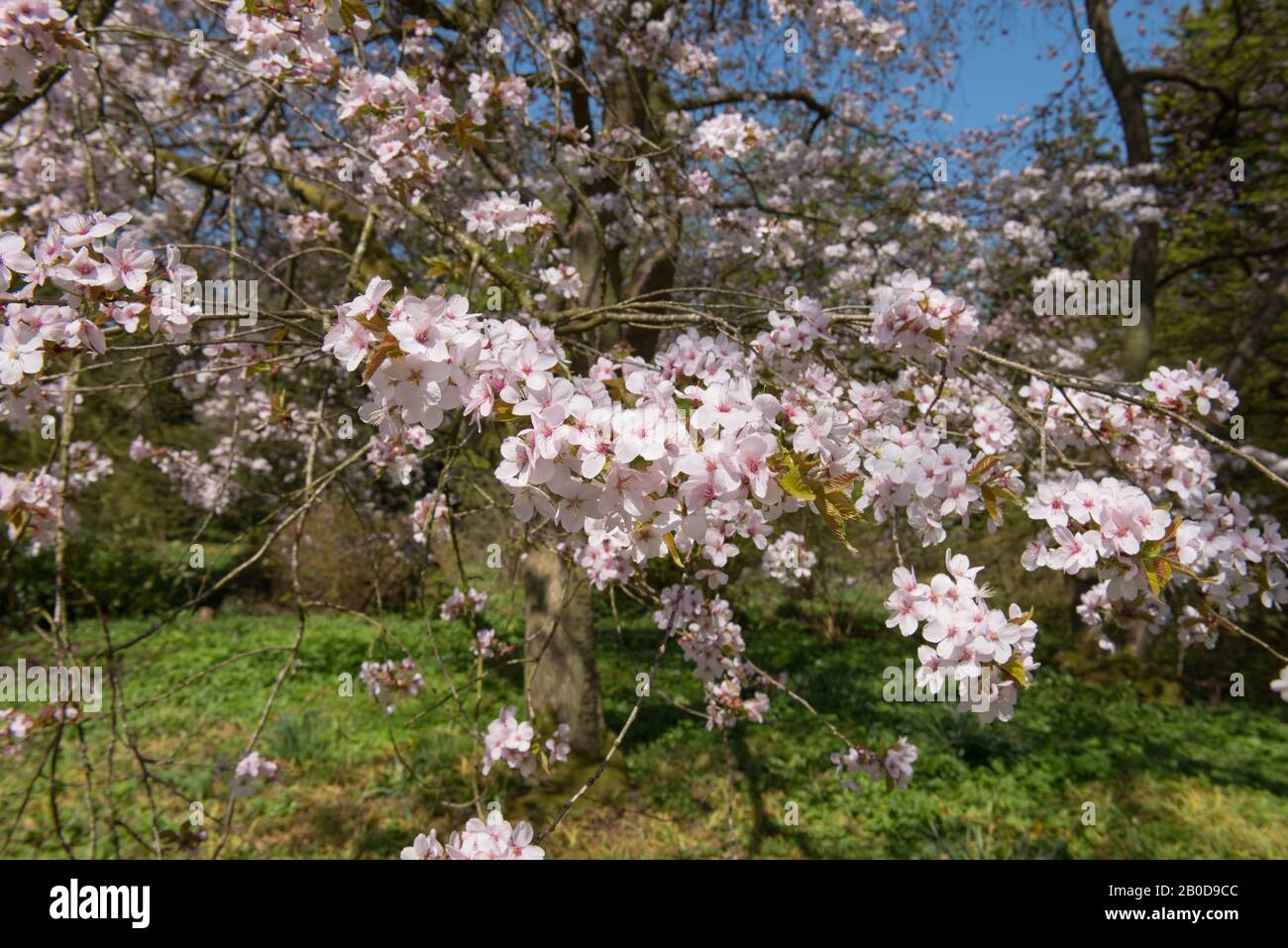 Spring Cherry Blossom 'Spire' (Prunus x hillieri 'Spire') im Arboretum in Batsford im ländlichen Gloucestershire, England, Großbritannien Stockfoto