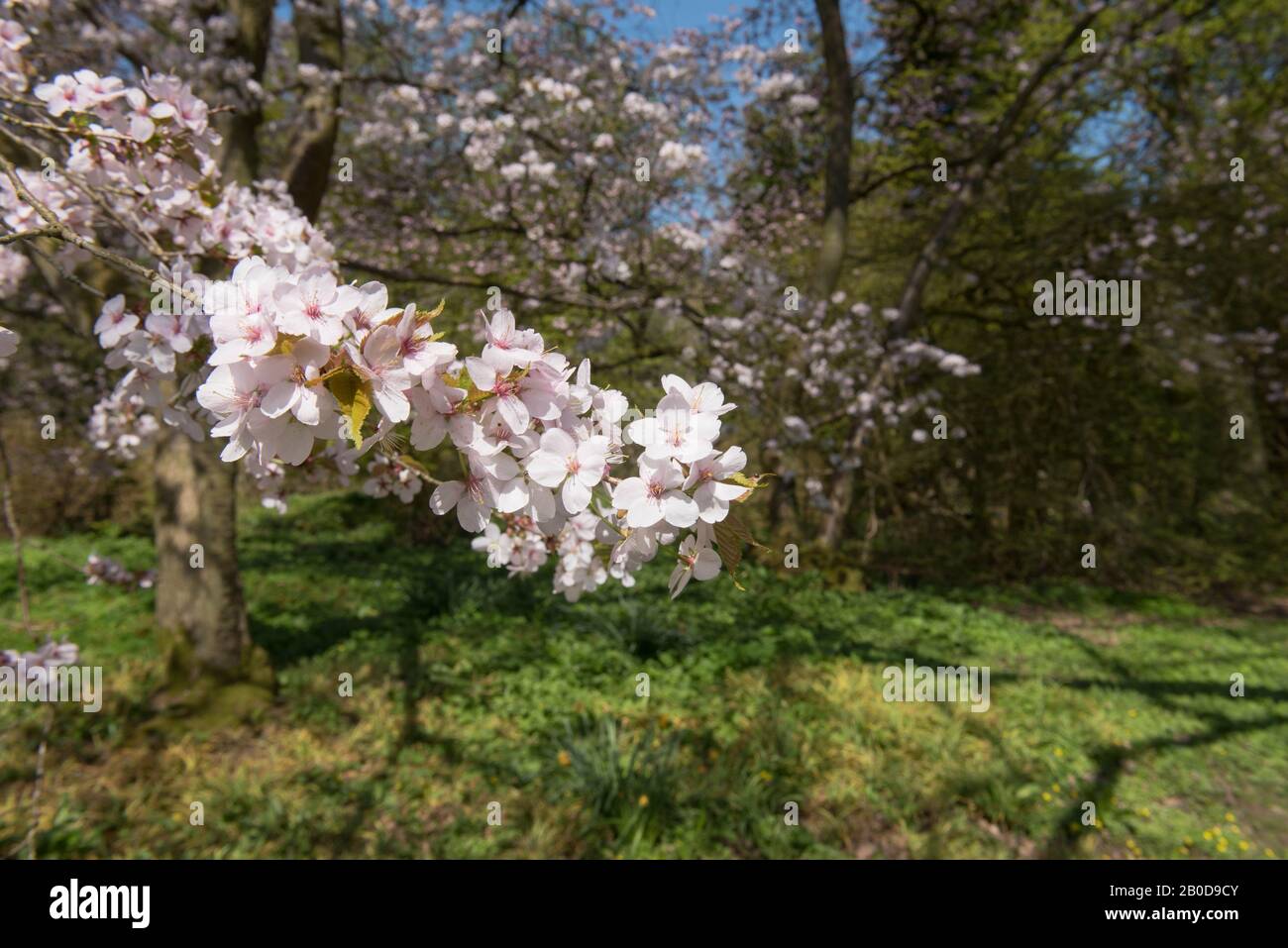 Spring Cherry Blossom 'Spire' (Prunus x hillieri 'Spire') im Arboretum in Batsford im ländlichen Gloucestershire, England, Großbritannien Stockfoto