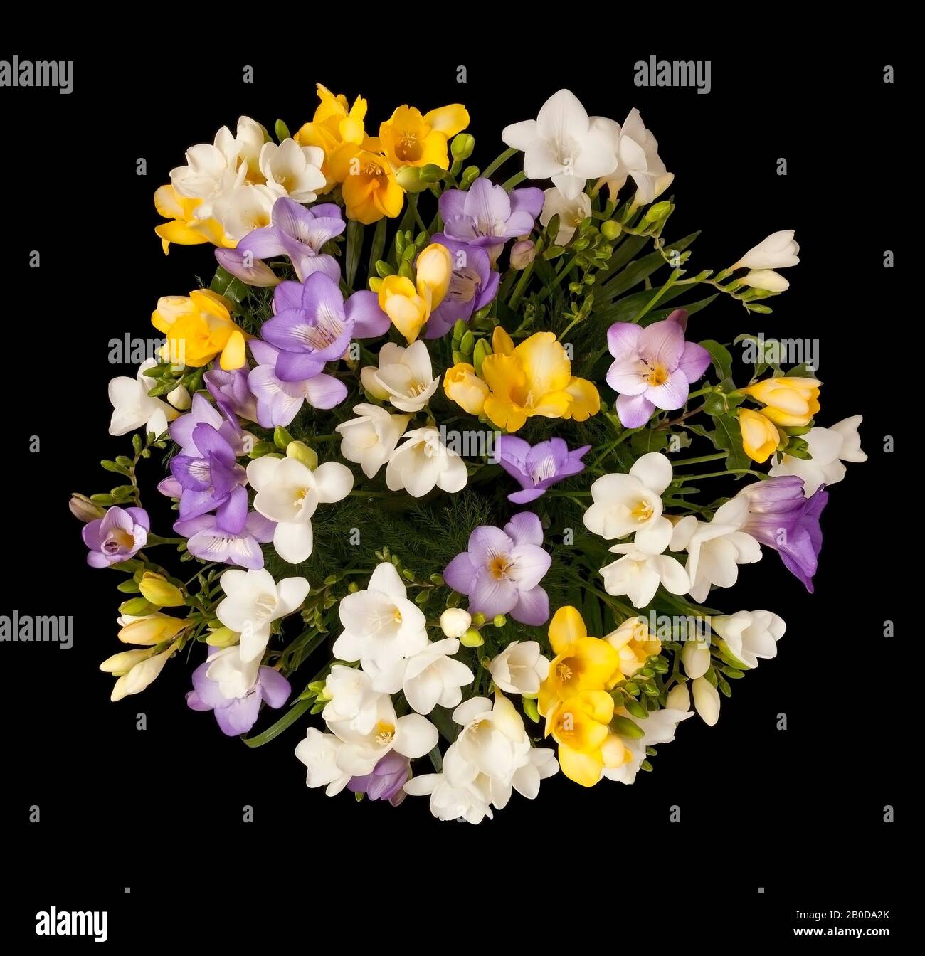 Freesia Blumen in Blüte, schwarzer Hintergrund Stockfoto