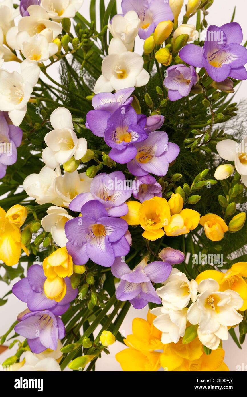 Freesia Blumen in Blüte, weißer Hintergrund Stockfoto