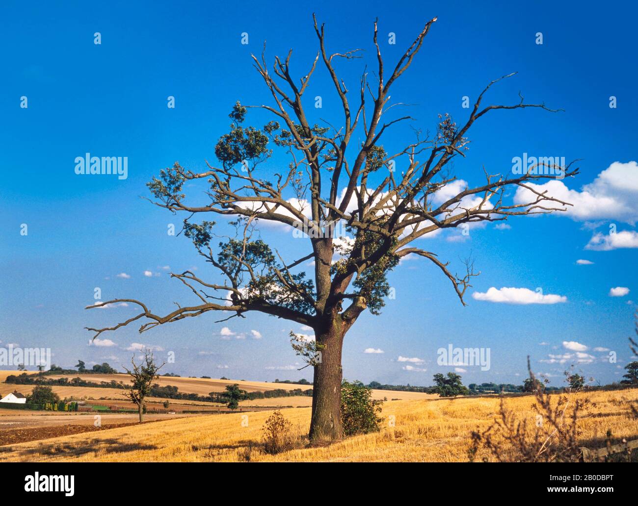 Erntezeit, krasser Baum in einem reifen Weizenfeld, Hertfordshire, Großbritannien Stockfoto