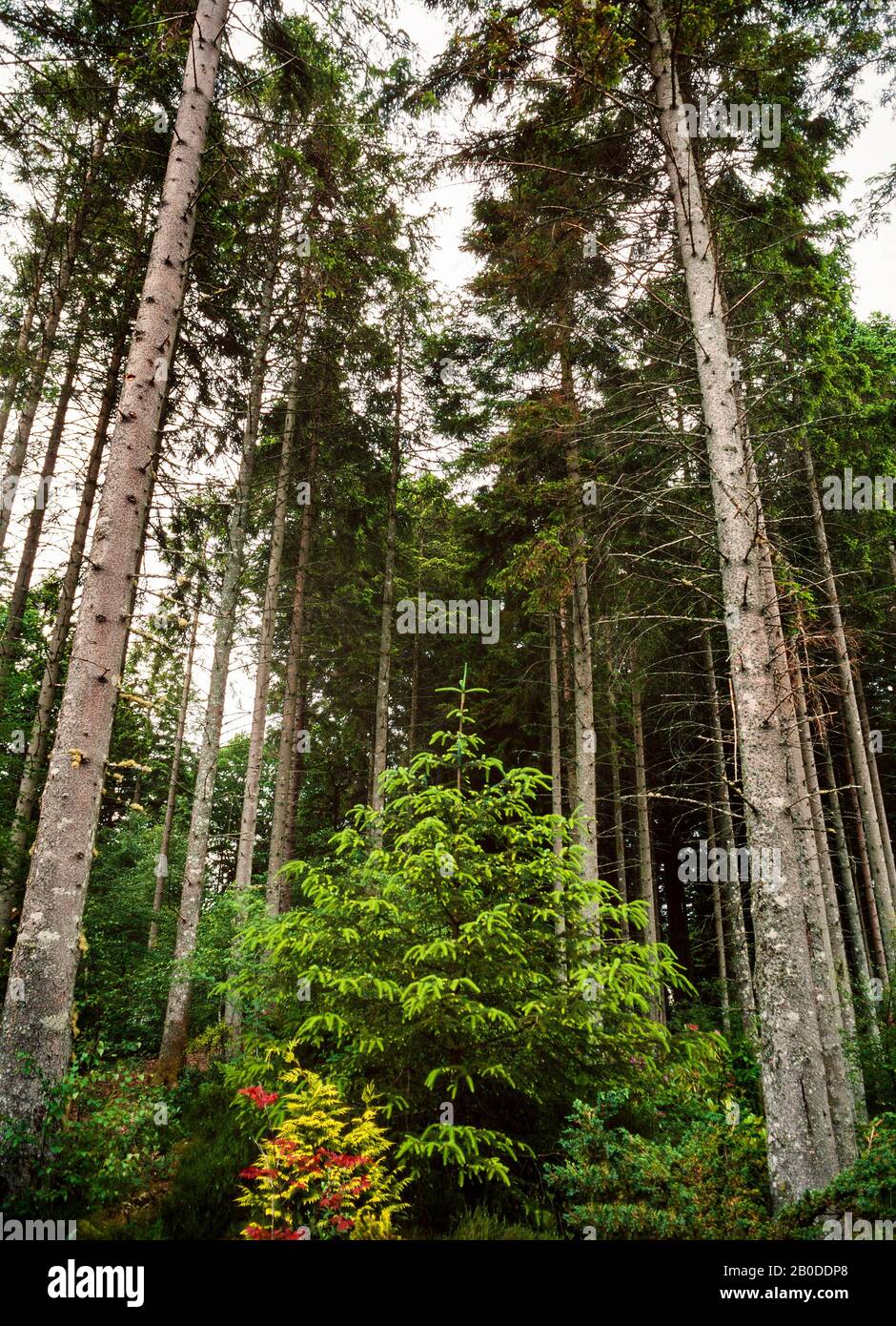 Waldränder aus Kiefernwald, Schottland, Großbritannien Stockfoto