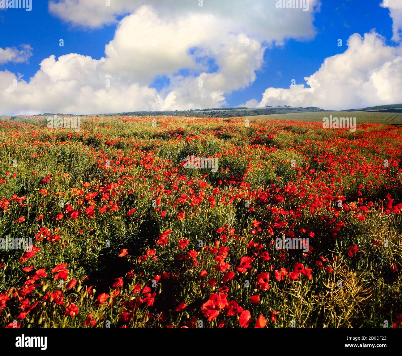 Mohnfelder, Sommer, helle Sonne. Hertfordshire, Großbritannien Stockfoto