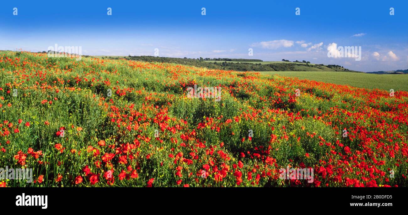 Mohnfelder, Sommer, helle Sonne. Hertfordshire, Großbritannien Stockfoto