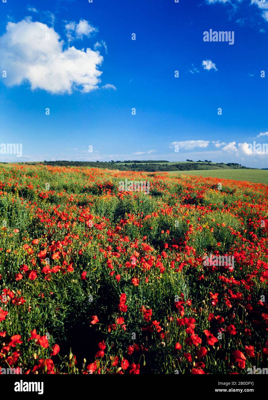 Mohnfelder, Sommer, helle Sonne. Hertfordshire, Großbritannien Stockfoto