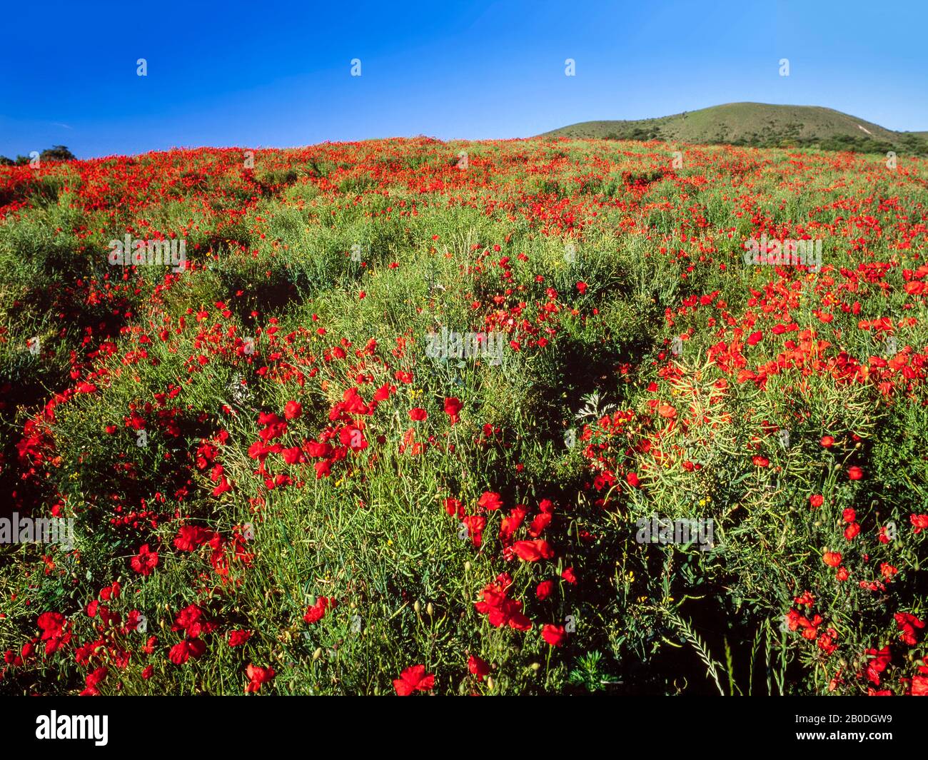 Mohnfelder, Sommer, helle Sonne. Hertfordshire, Großbritannien Stockfoto