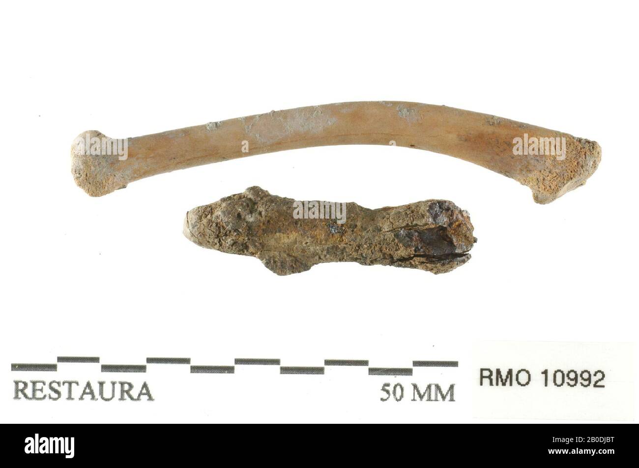 Das niederländische Mittelalter, Fragment, Teil von Nagel, Knochen, Eisen, 6,0 x 0,5 cm, 3,2 x 0,8 cm, x, Niederlande, Utrechter, Wijk bij Duurstede, Wijk bij Duurstede, Dorestad Stockfoto