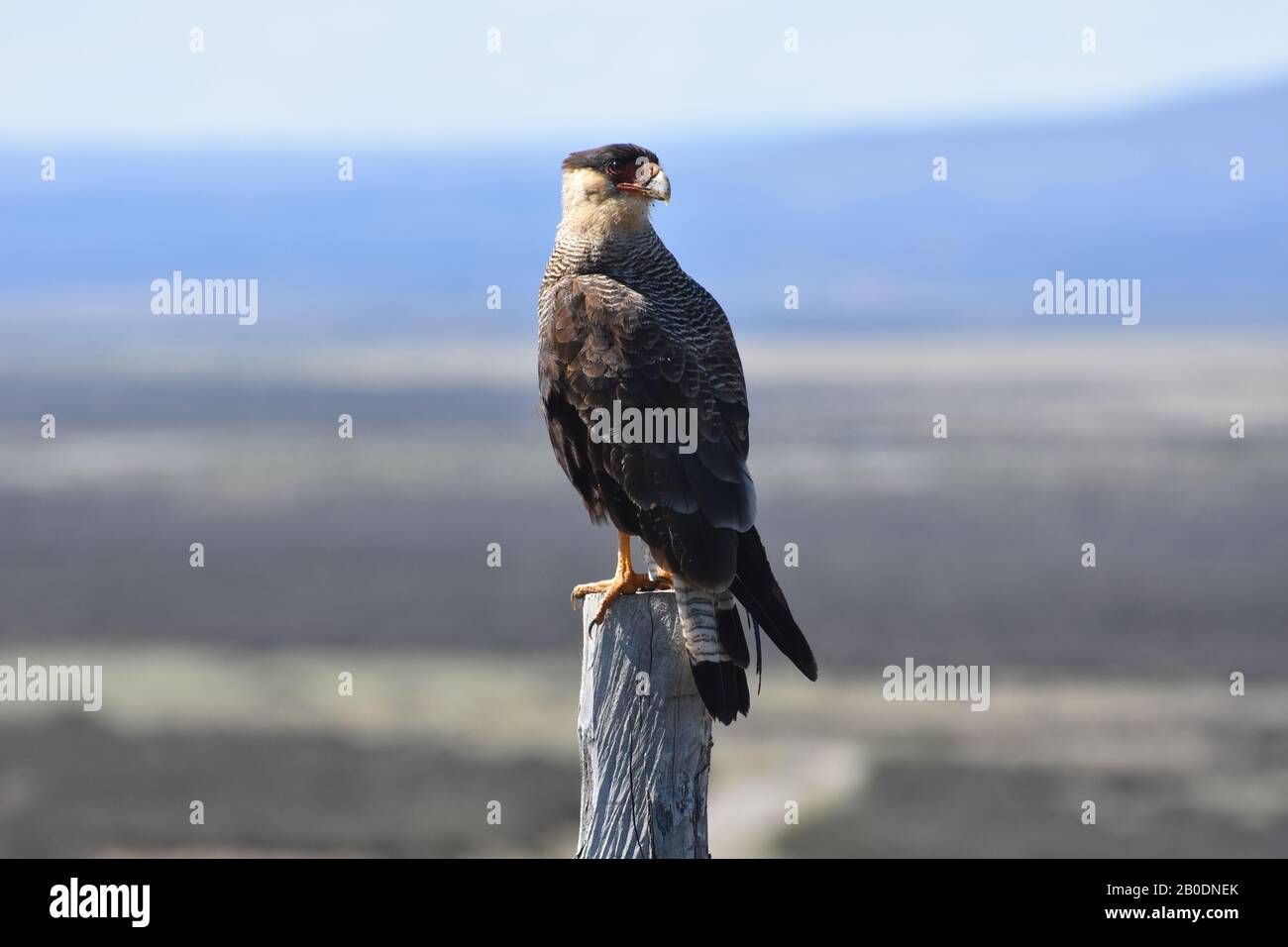 Südkrested Caracara auf Beutejagd in Patagonien. Nationalpark Torres del Paine, Chile. Stockfoto