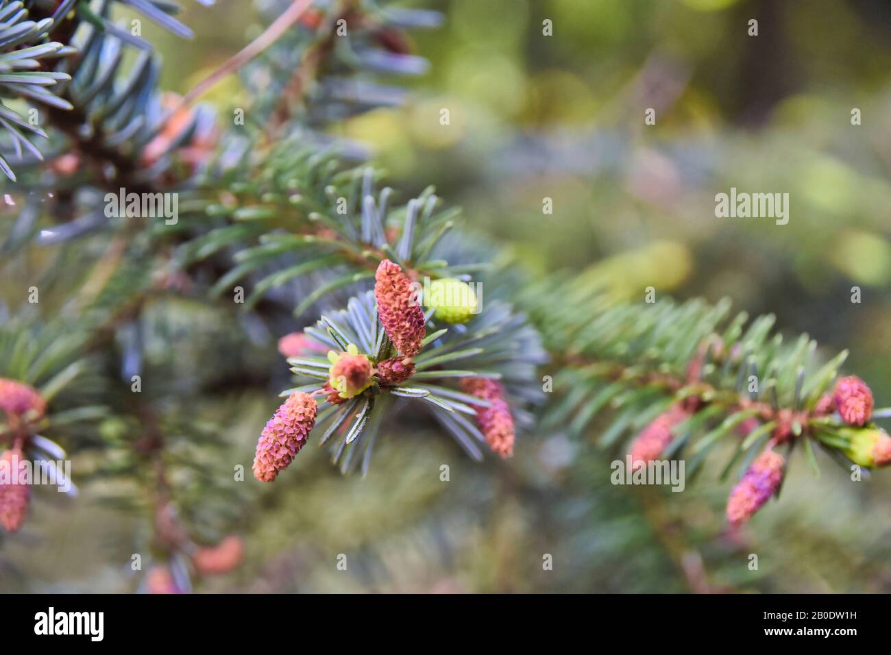 Makroschuss frischer und grüner Triebe eines Tannenbaums im Frühjahr. Stockfoto
