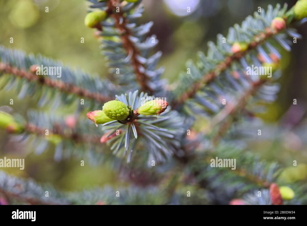 Makroschuss frischer und grüner Triebe eines Tannenbaums im Frühjahr. Stockfoto