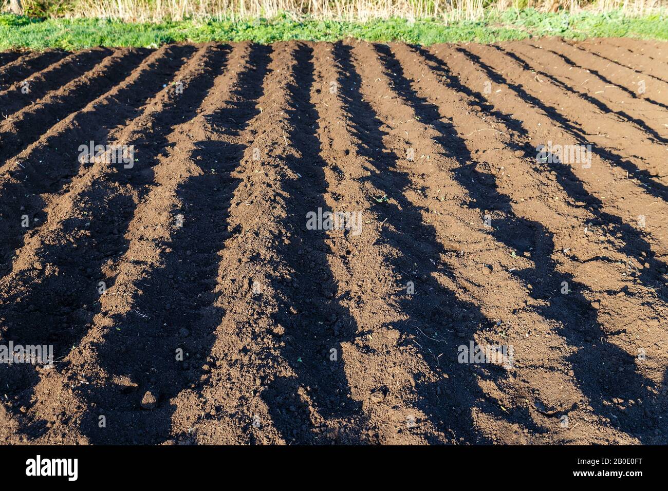 Kleines Kartoffelfeld, Kartoffelriegel mit zuletzt in der Frühjahrssaison gesadeten Kartoffeln Stockfoto