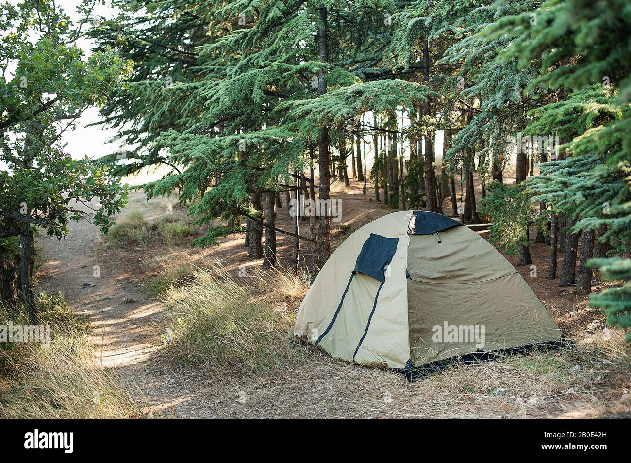 Khaki-Zelt im Wald, wilde Ruhe im Wald, Camping im Wald Stockfotografie -  Alamy