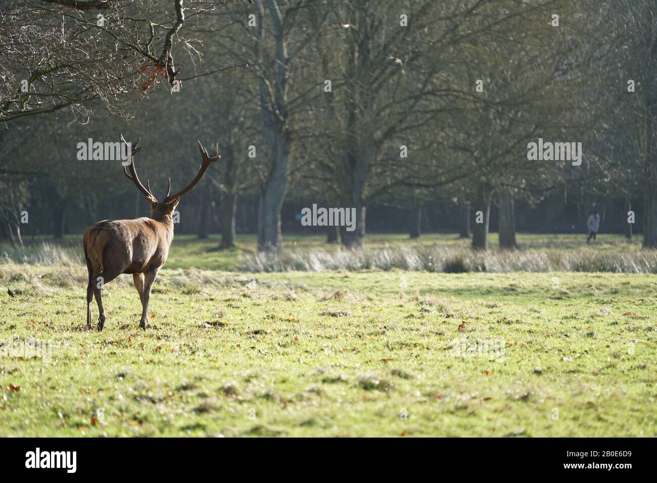 Red Deer im Wollaton Park, Nottingham, Großbritannien Stockfoto