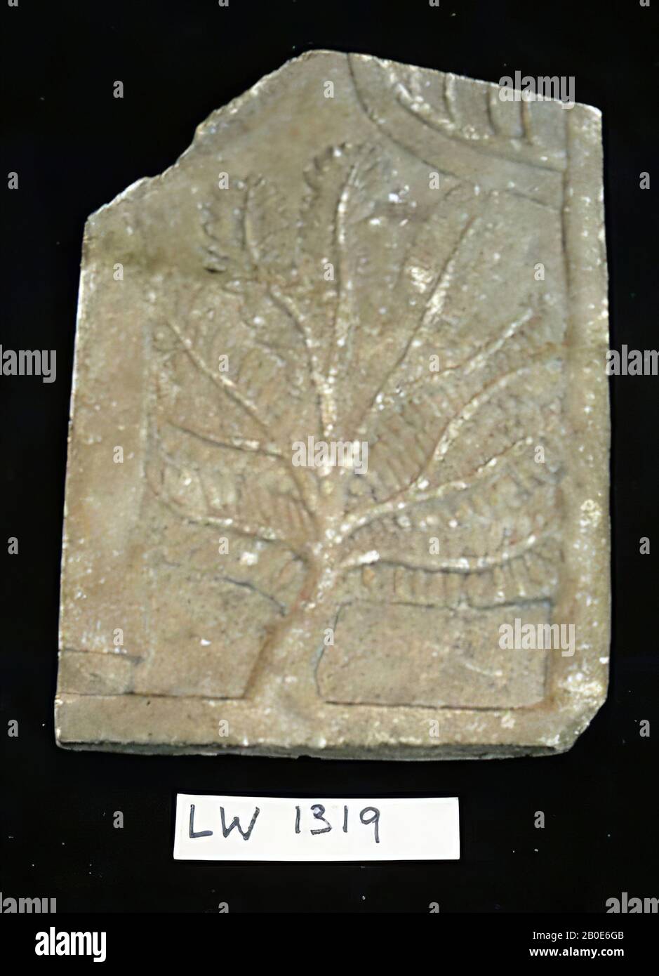Ein Linderung aus alabastischem Kalkgestein. Es zeigt einen kleinen Granatapfenbaum, der ähnliche Reliefe wohl aus dem Park von König Assurbanipal (669-627 v. Chr.) mit zehn Ästen erhält, die bis in kleinste Details genau mit Blättern und Früchten versehen sind. Von der Zypress nach rechts ist der Stamm mit dem unteren Ast zu sehen. Links vom Baum sieht man noch den unteren Teil des Gewandes mit dem Fuß eines der Diener oder Höflinge und dahinter den Zweig eines Nadelbaums, vielleicht eine Zeder, Skulptur, Stein, Kalkstein, H 26,5 cm, L 18,5 cm, Dicke 3 cm, Neo-Assyrische Zeit 669-627 Stockfoto