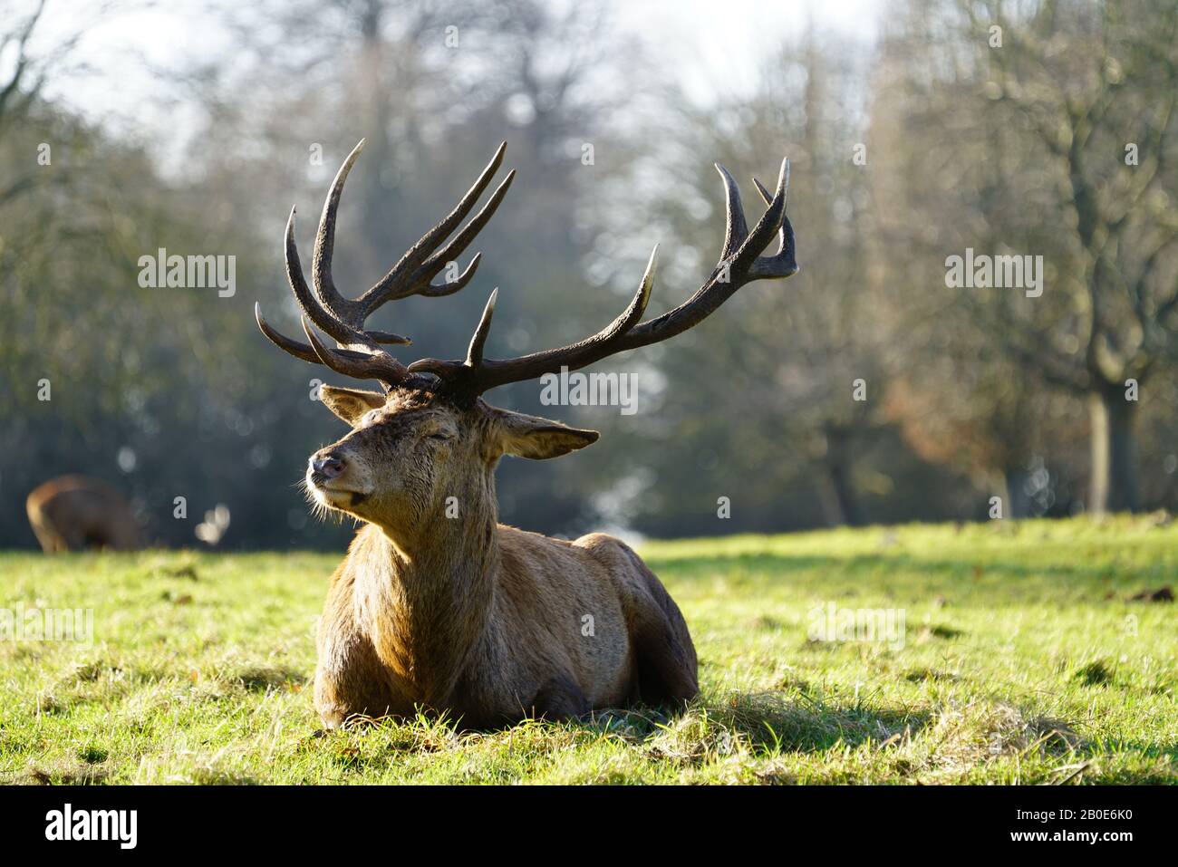 Red Deer im Wollaton Park, Nottingham, Großbritannien Stockfoto