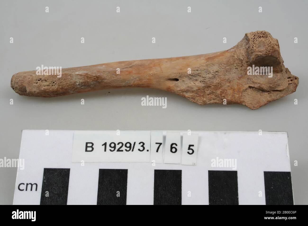 Varia, Fragment, organisch, Knochen, 1: 13,3 cm, Israel Stockfoto Varia, Fragment, organisch, Knochen, 1: 13,3 cm, Israel Stockfoto