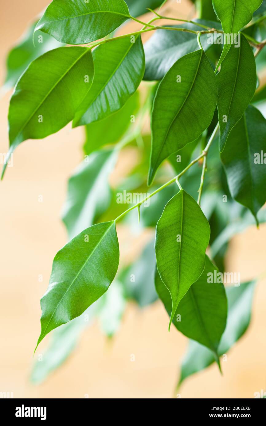 Potted ficus benjamina Fotos und Bildmaterial in hoher Auflösung Alamy