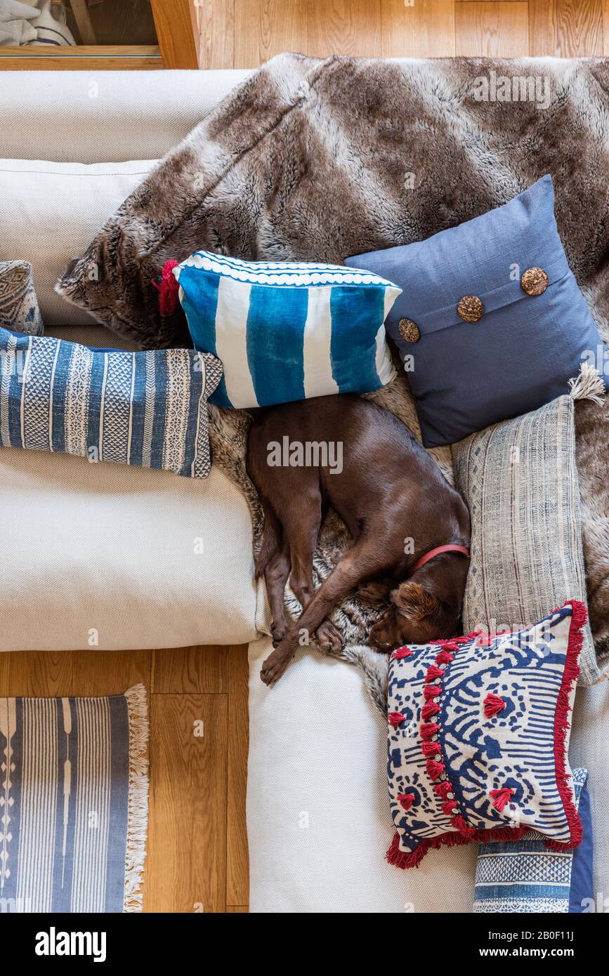Hund schläft auf dem Sofa mit verschiedenen Kissen Stockfoto