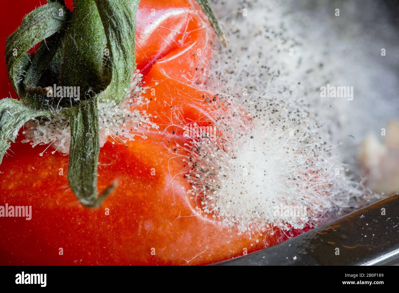 Nahaufnahme einer verfallenden faulen Tomate, die mit Pilzsporen bedeckt ist Stockfoto