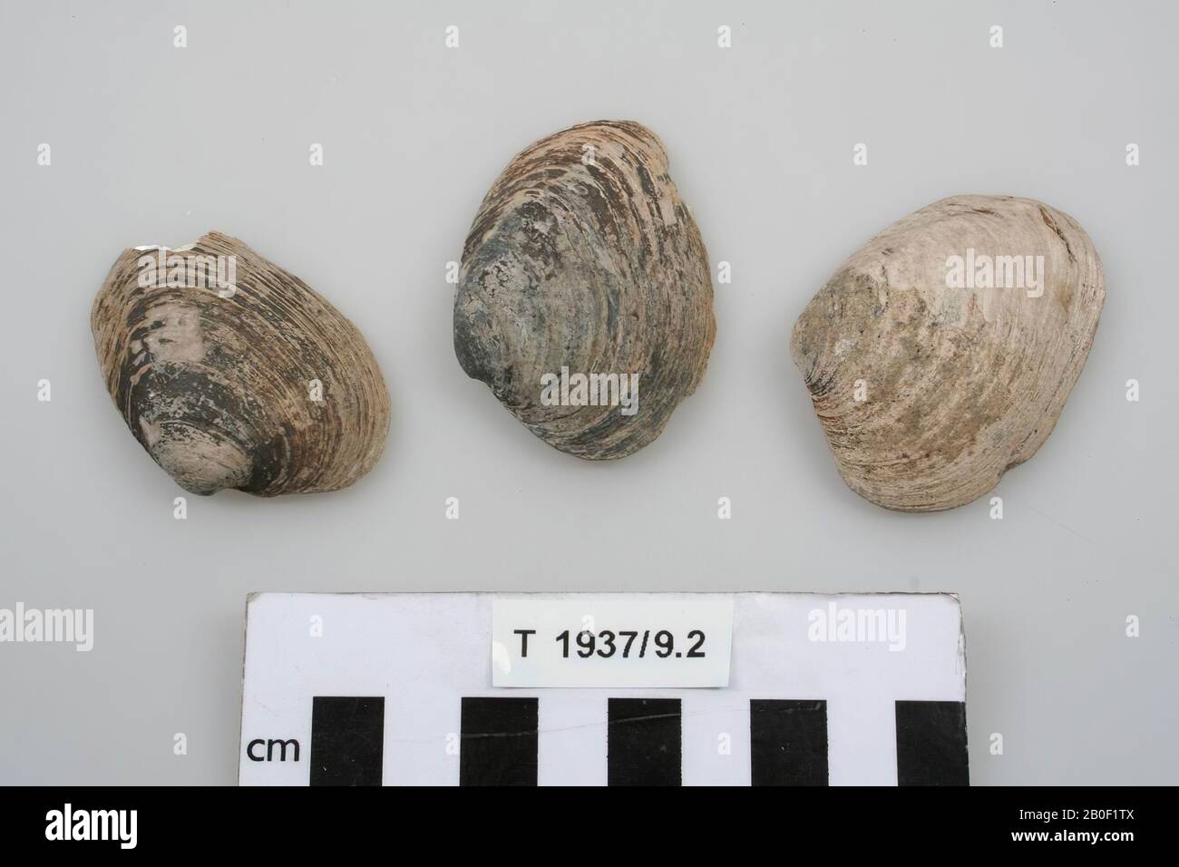 3 Seashells, alle mit Chips an den Rändern, Schalen, organisch, Schale, 5,8 x 4 x 1,1 cm (die größte Schale), prähistorisch, England, unbekannt, unbekannt, Clacton auf dem Meer Stockfoto