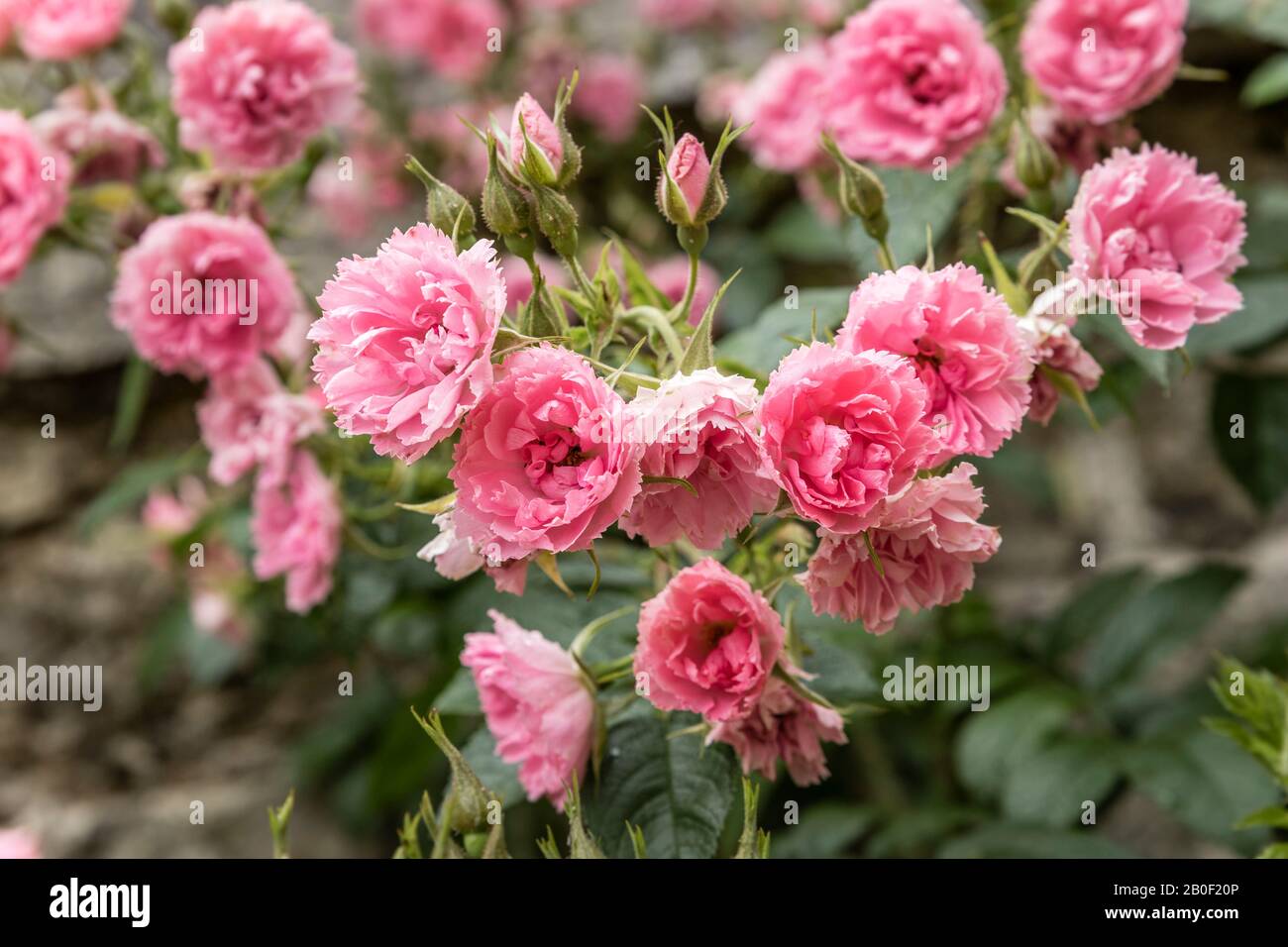 Rosa 'Pink Grootendorst' im Frühjahr // Rosier à fleur d'oeillet 'Pink Grootendorst' Stockfoto