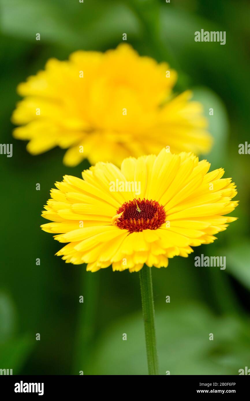 Nahaufnahme der Blumen von Pot Marigold Calendula officinalis, "Kablouna Intense Yellow" Gelb-Marigold, Calendula officinalis Stockfoto