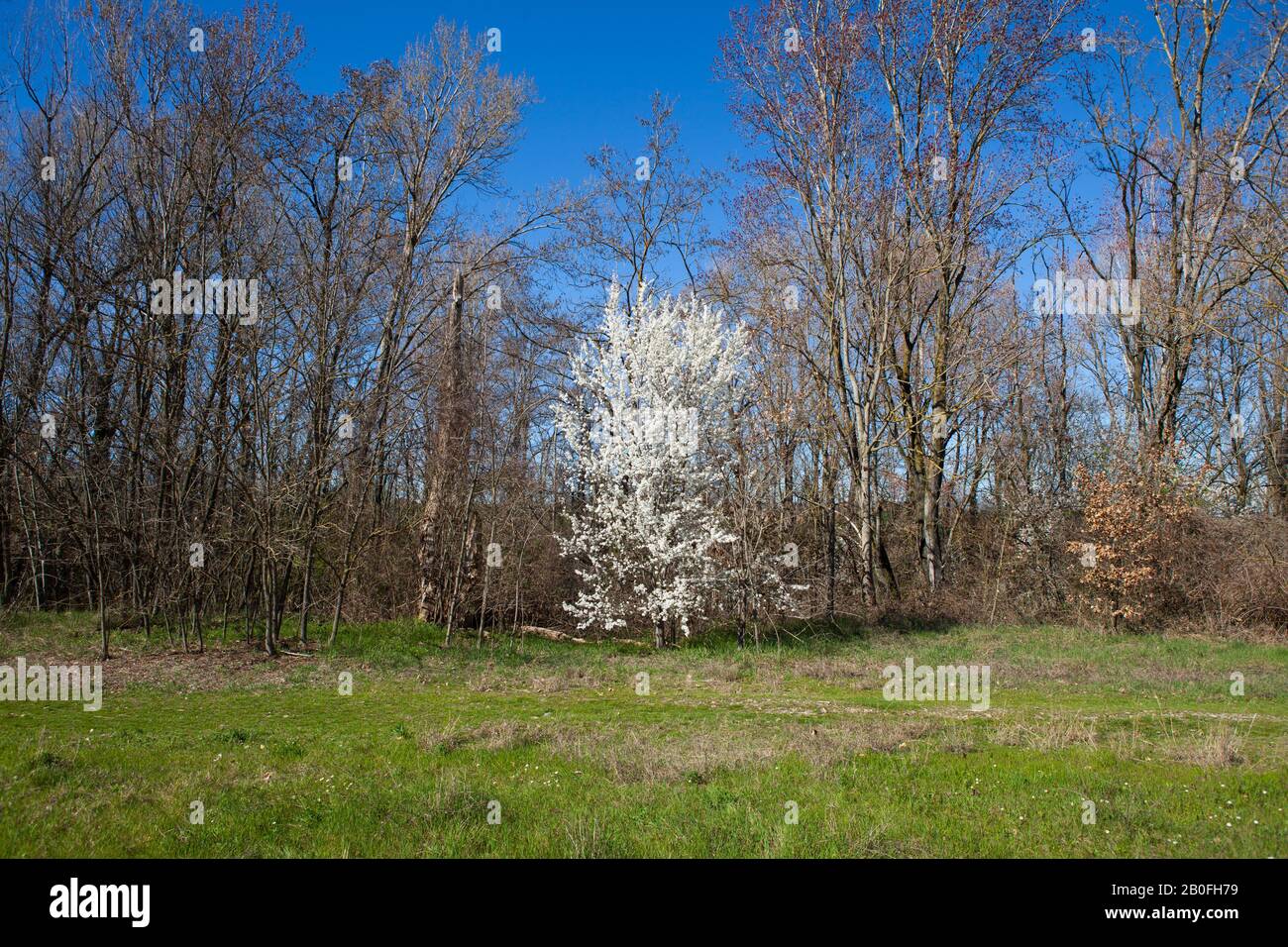 Wildkirschbaum (Prunus avium), Parco dello Stirone, Italien Stockfoto