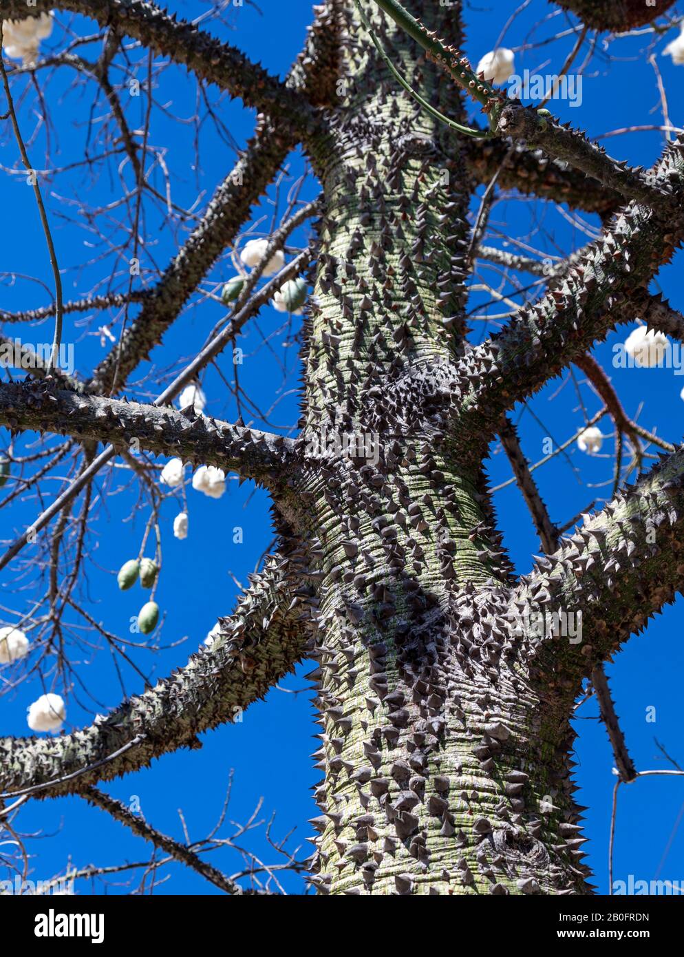 Oaxaca, Mexiko - EIN Pachote-Baum (Pachira Chinata). Stockfoto