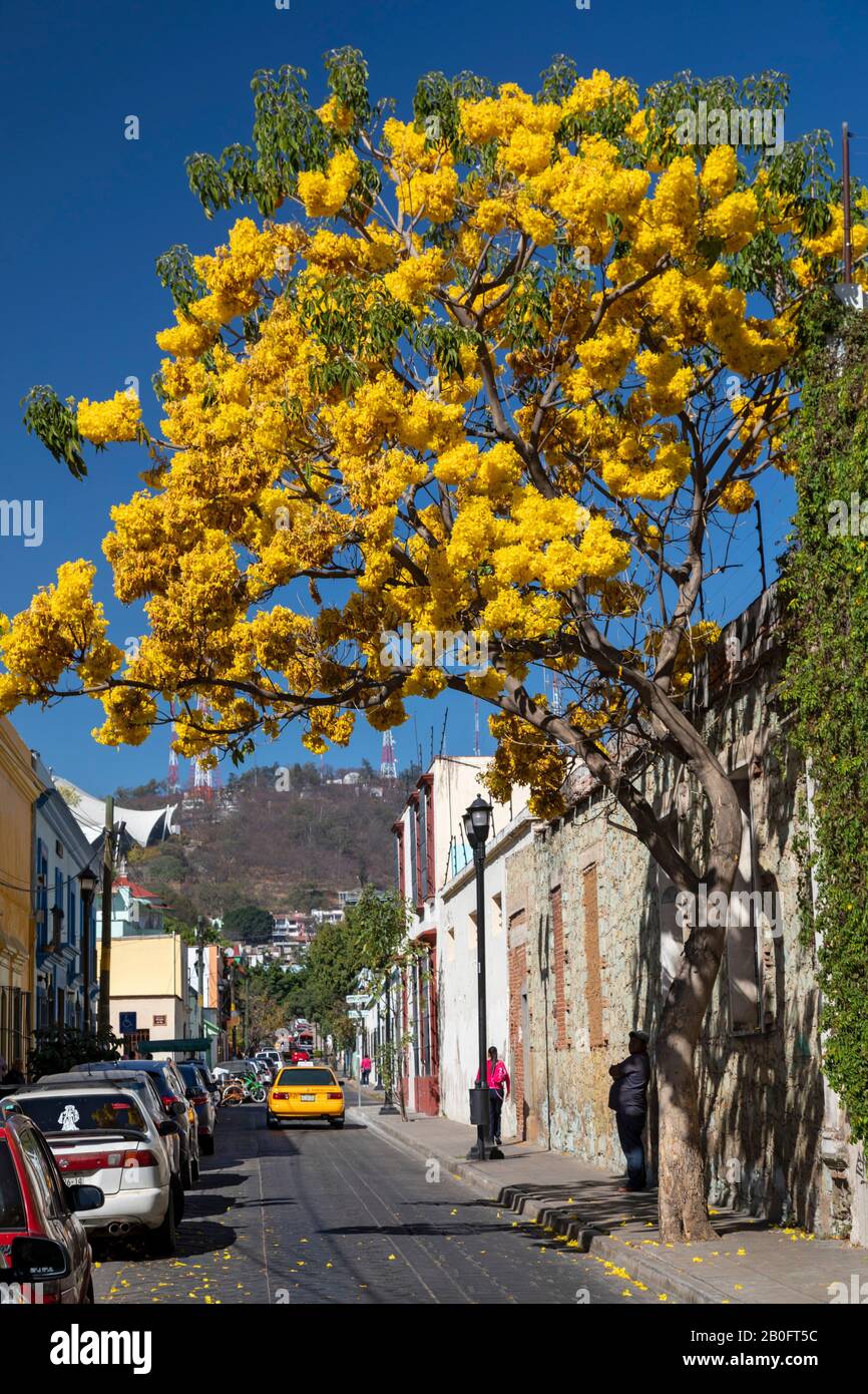 Oaxaca, Mexiko - EIN primavera (Frühling)-Baum oder ein Trompetenstammbaum auf einer Oaxaca-Straße. Stockfoto