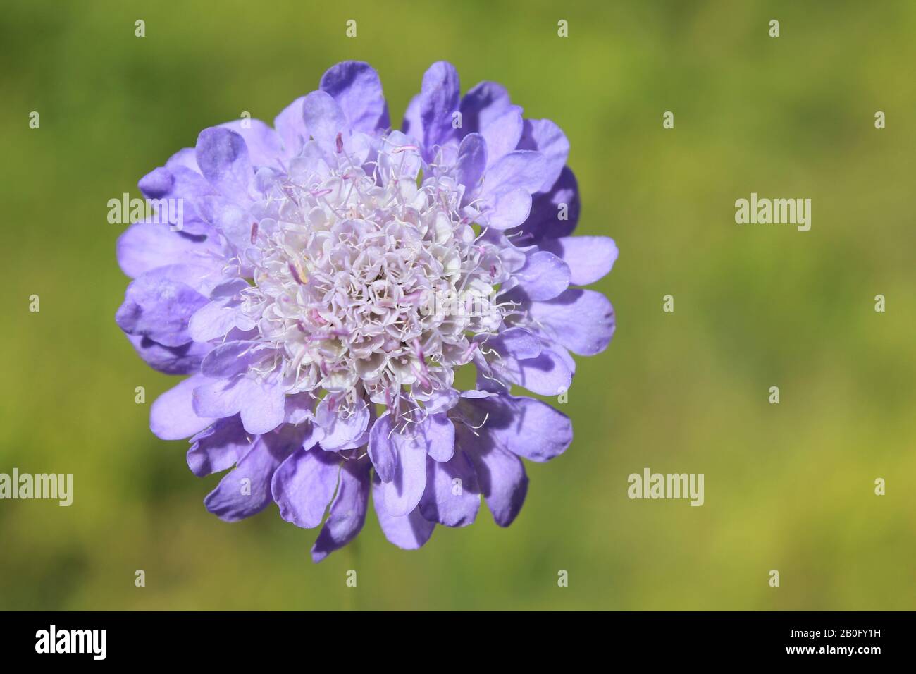 Feld Witwenblume Knautia arvensis Stockfoto