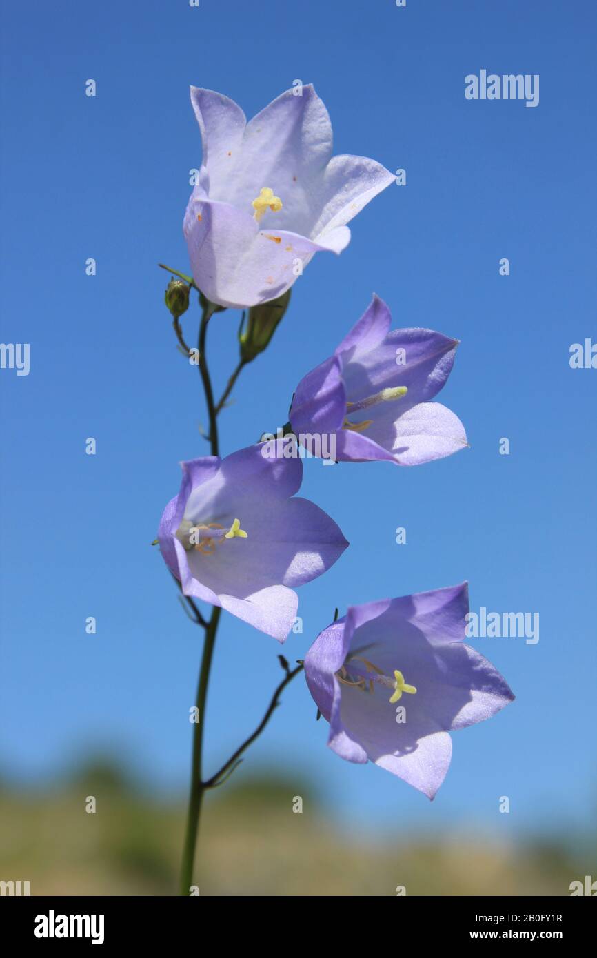 Harebell alias Scottish Bluebell Campanula rotundifolia At Minera Quarry Nature Reserve NR Wrexham, Wales Stockfoto