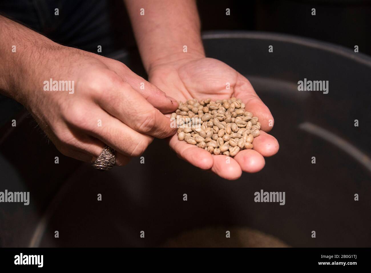 Fredericksburg, VA; 17. Februar 2020 - die Hand des Kaffeerösters hält einige der grünen (ungerösteten) Kaffeebohnen bei einem Kaffeeröstermeister in Frederi Stockfoto