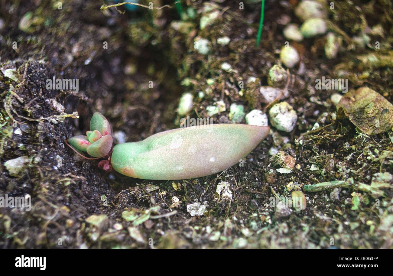 Vermehrung einer saftigen Pflanze, genannt Sedum adolphii aus einem Blattschnitt. Selektiver Fokus. Stockfoto