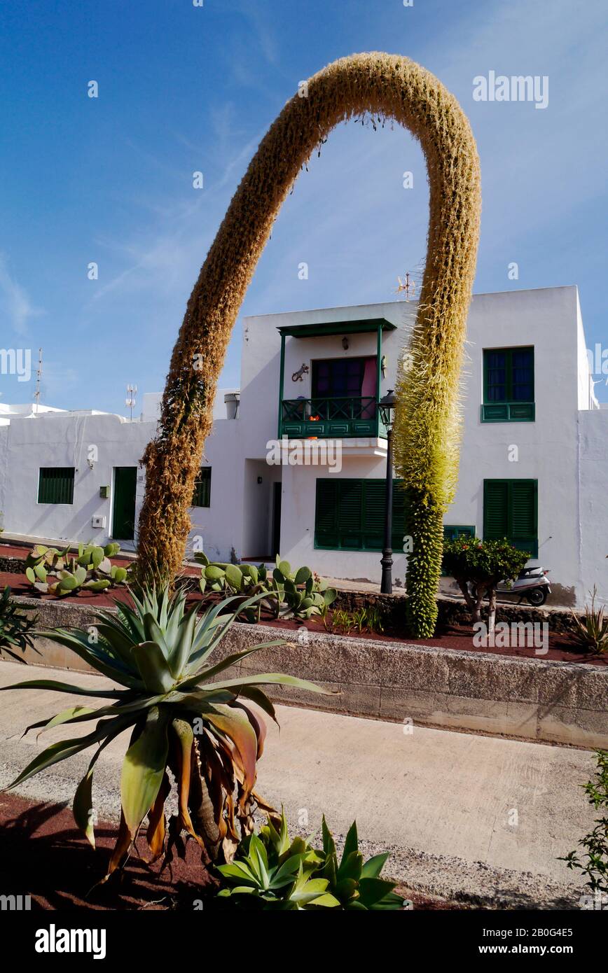 Hübsche Agave attenuata Anlage umrahmt ein typisches weißes Haus mit grünen Fensterläden in Playa Blanca, Lanzarote, Kanarische Inseln, Spanien Stockfoto