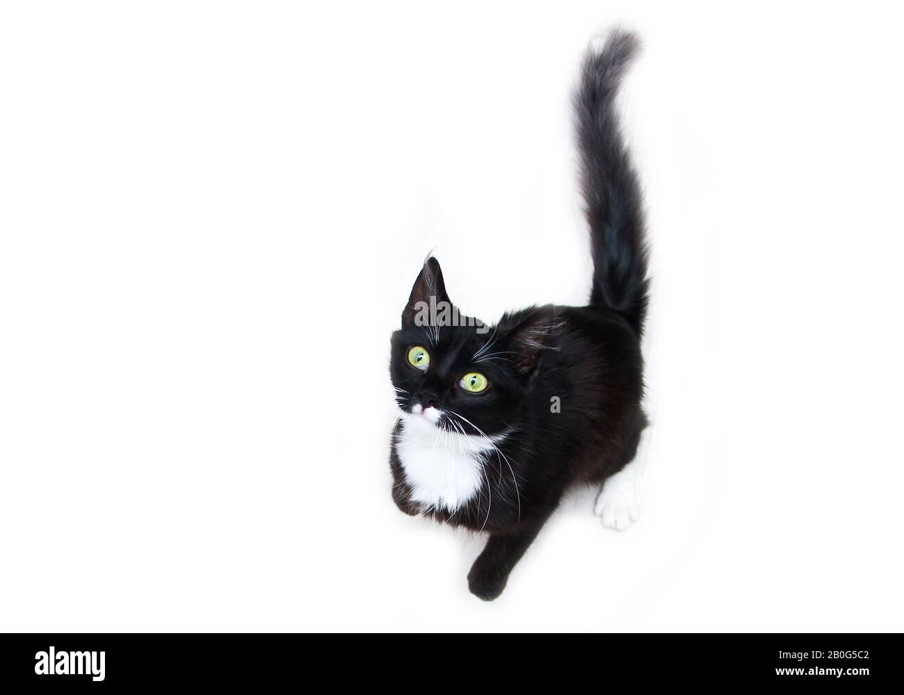Die süße schwarze Katze mit grünen Augen auf weißem Hintergrund, die neugierig aufblickt. Süß und glücklich aussehen. Stockfoto