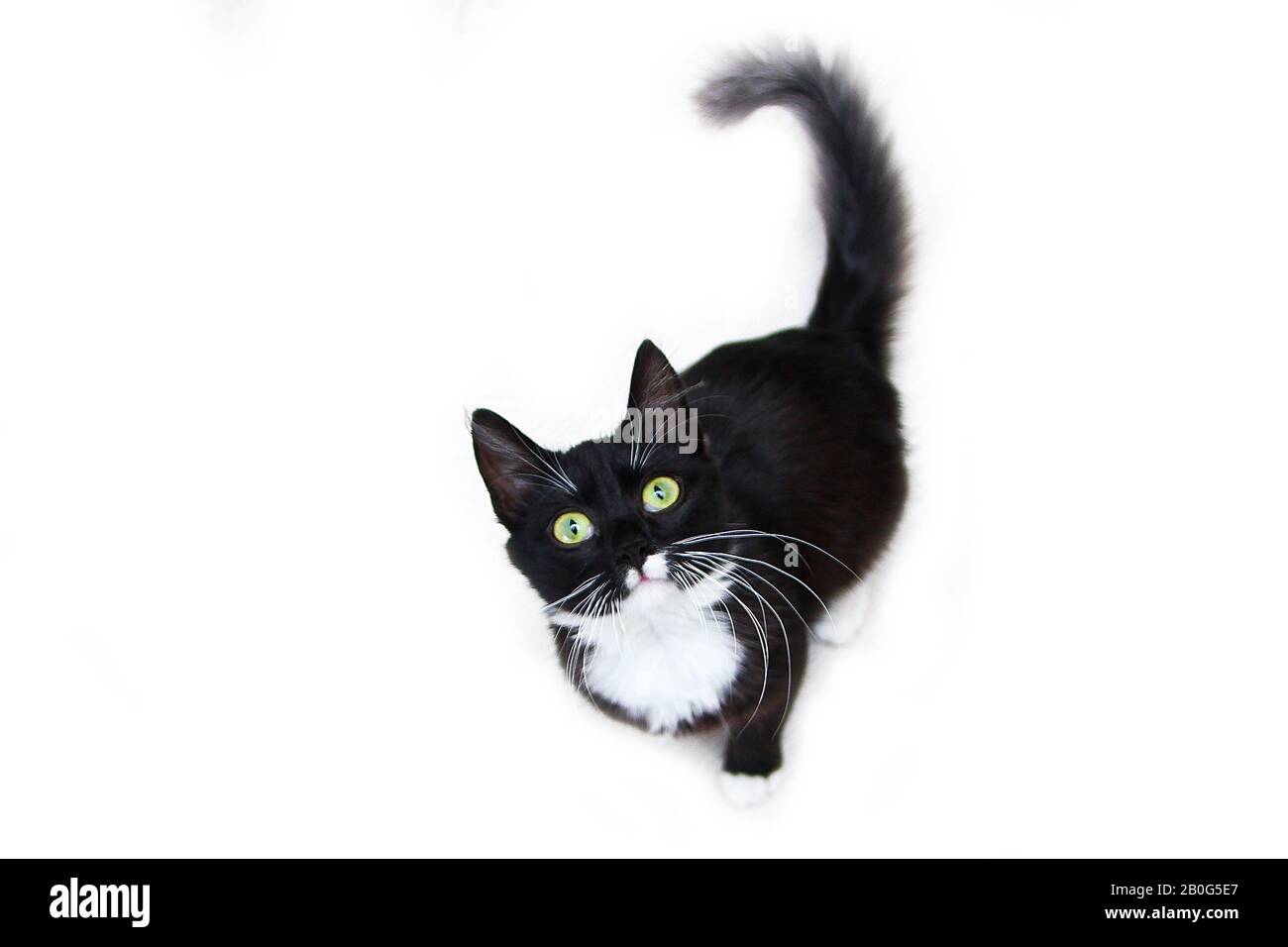Die süße schwarze Katze mit grünen Augen auf weißem Hintergrund, die neugierig aufblickt. Süß und glücklich aussehen. Stockfoto