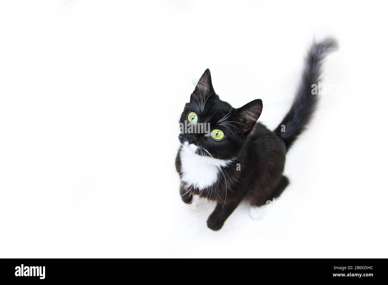 Die süße schwarze Katze mit grünen Augen, die auf einem weißen Hinterrund sitzt und neugierig aufblickt. Süß und glücklich aussehen. Stockfoto