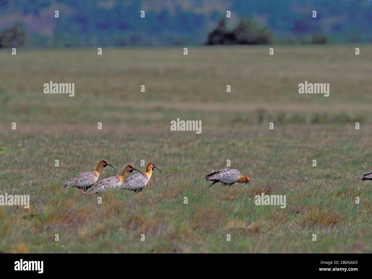 CHILE, TORRES DEL PAINE NAT'L PARK, BUFFHALSIGER IBIS THERISTCUS CAUDATUS Stockfoto