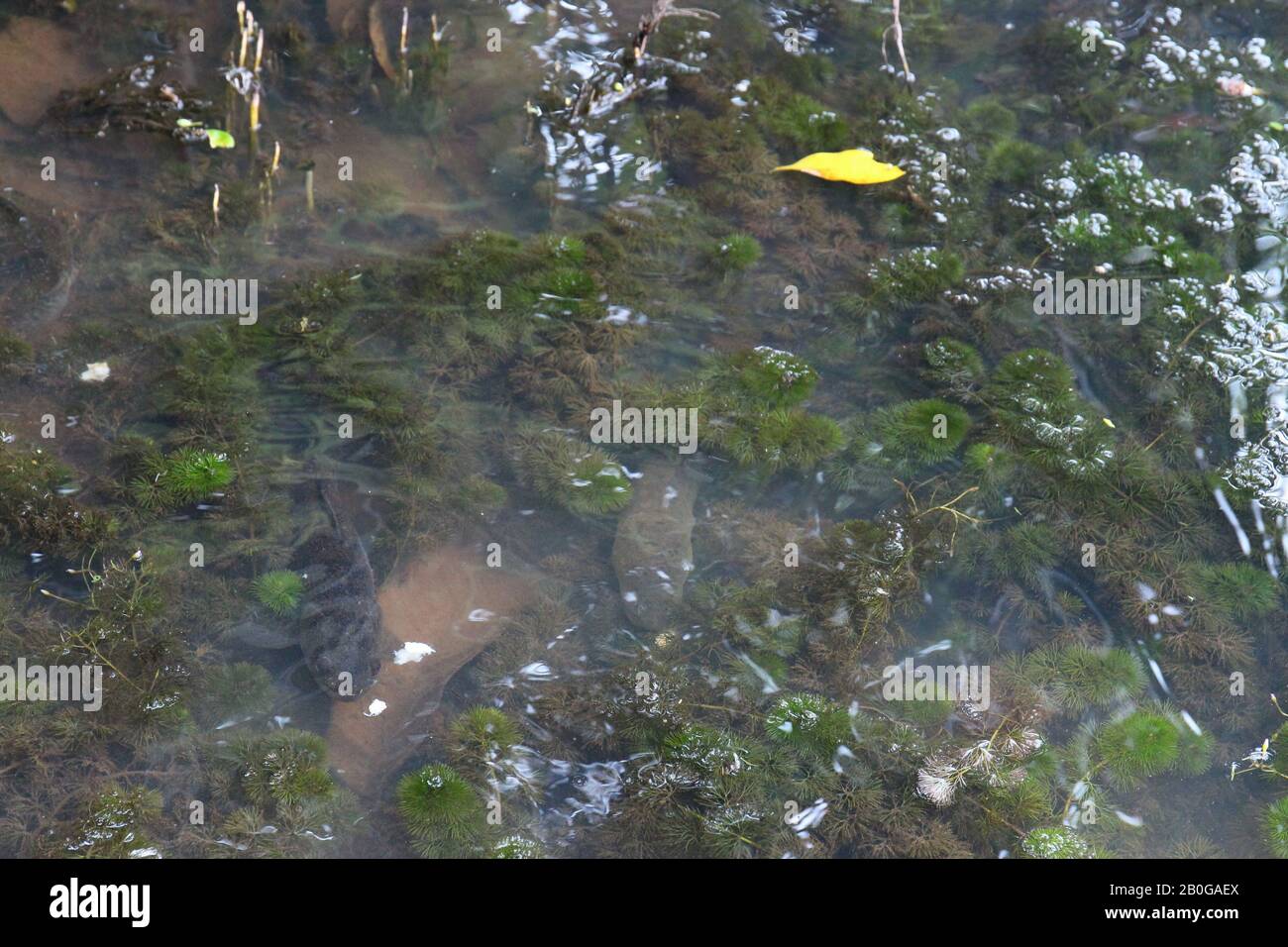 Ein Aal und ein Fisch kampierten am flachen Rand eines mit Wasserpflanzen umgebenen Sees im Amazonas-Regenwald, Tambopata, Madre de Dios, Peru Stockfoto
