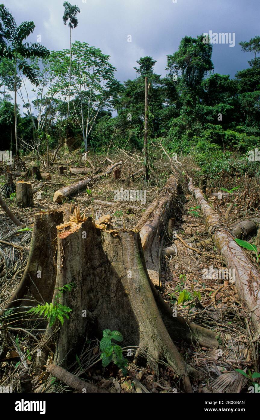 ECUADOR, AMAZONASBECKEN, IN DER NÄHE VON COCA, REGENWALD, FLUSS INDILLANA, FREI FÜR DIE LANDWIRTSCHAFT Stockfoto