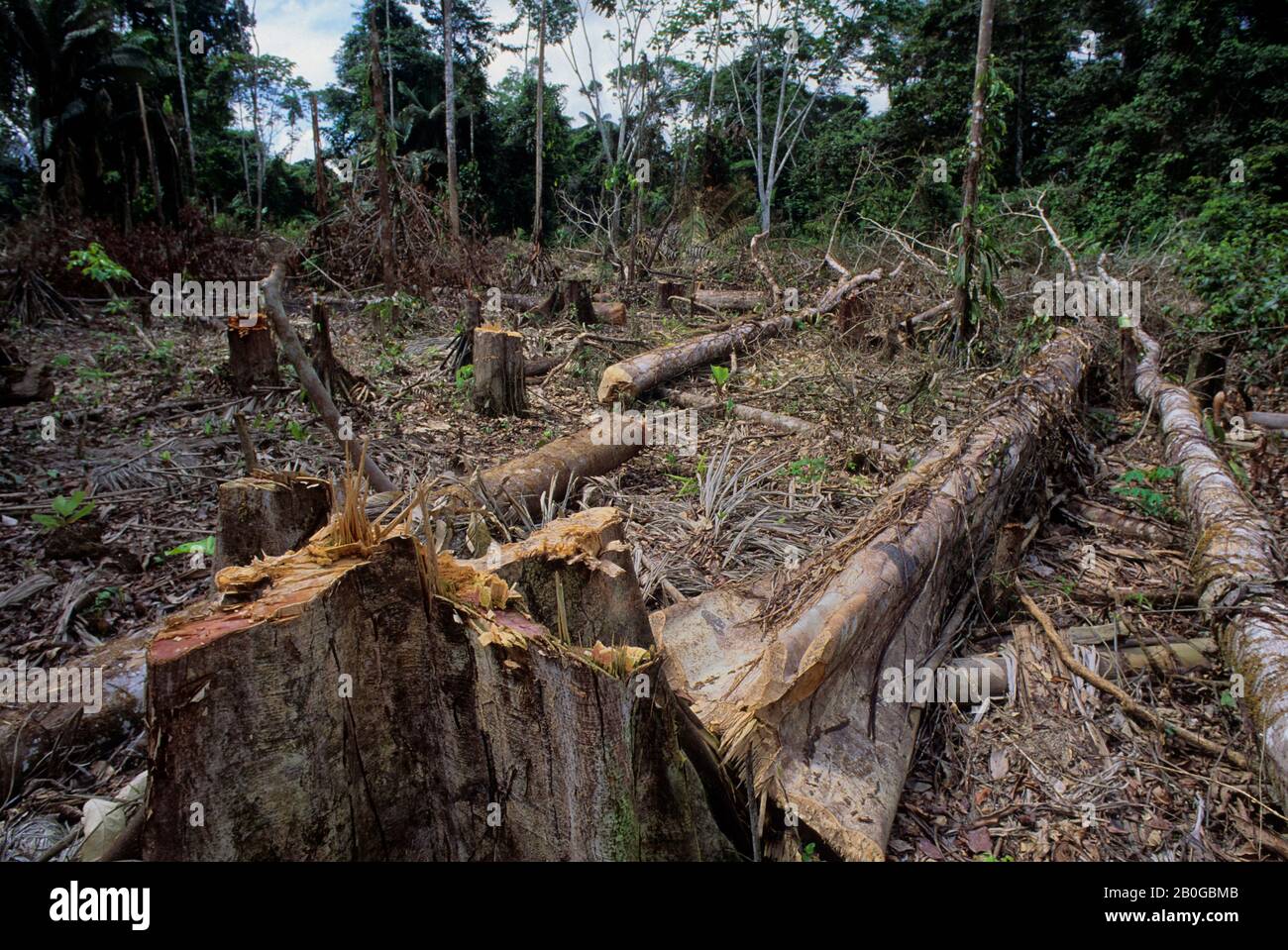 ECUADOR, AMAZONASBECKEN, IN DER NÄHE VON COCA, REGENWALD, FLUSS INDILLANA, FREI FÜR DIE LANDWIRTSCHAFT Stockfoto