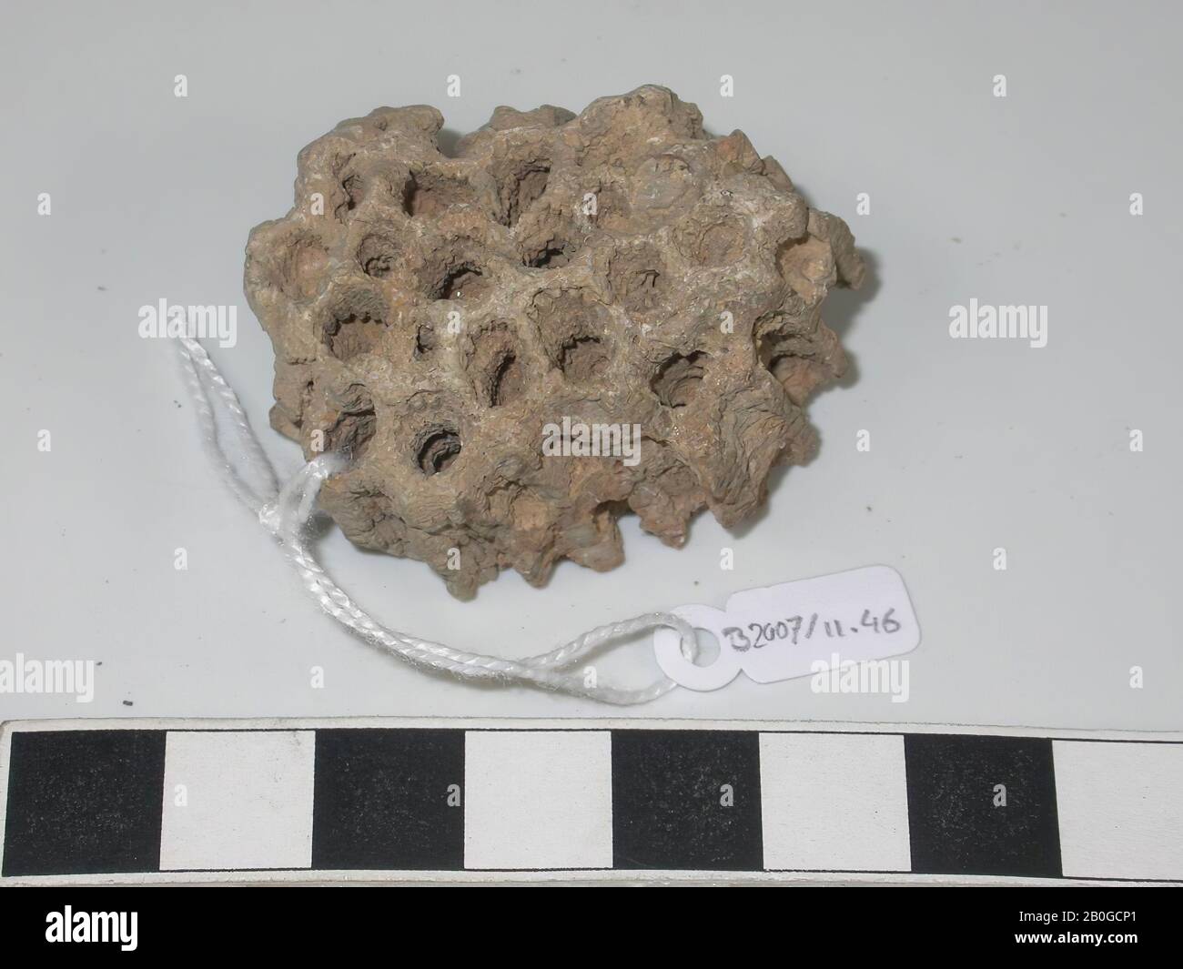 Stück unbearbeiteter (fossiler) Korallen, Varia, Stein, L 4 cm, W 3,2 cm, H 2,5 cm, Saudi-Arabien Stockfoto